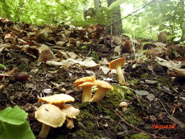  Image name: finferlo4.jpg 
 width: 600 pixel 
 height: 450 pixel 
 Size: 73567 bytes 
 Click to enlarge 